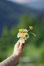 Hand holding daisy flowers Royalty Free Stock Photo