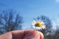 Hand holding a daisy in front of the blue sky Royalty Free Stock Photo