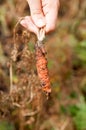 Hand holding damaged carrot by illnesses