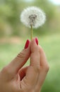 Hand holding dandelion Royalty Free Stock Photo