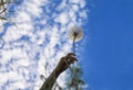 Hand holding dandelion. Blue sky and clouds on background. Royalty Free Stock Photo