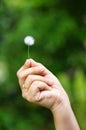 Hand holding a dandelion Royalty Free Stock Photo