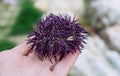 Dead edible sea urchin with purple spikes Royalty Free Stock Photo