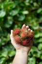 Hand Holding Delicious Red Rambutan Fruit Outdoor