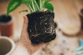 Hand holding dieffenbachia plant roots in soil with gardening stylish tools, ground ,drainage and clay pots on wooden floor. Royalty Free Stock Photo