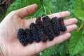 Hands holding fresh mulberry Royalty Free Stock Photo