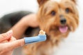 Hand holding dog toothbrush. Royalty Free Stock Photo