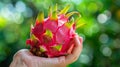 Hand holding dragon fruit, selection on blurred background with copy space for text placement Royalty Free Stock Photo
