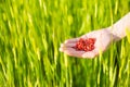 Hand holding dried goji berries against green field