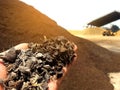 Hand holding dried palm shell with wheel loader background