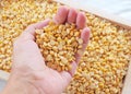 Hand Holding Dried Soybeans in A Wooden Tray