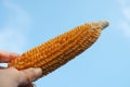 Hand holding dried young corn on bright blue sky.