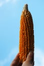 Hand holding dried young corn on bright blue sky.