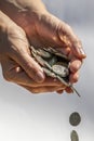 A Hand Holding and Dropping Coins Royalty Free Stock Photo