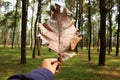 Hand holding dry leaf in natural green pine forest Royalty Free Stock Photo