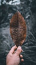 The hand holding the dry leaf from the wild Royalty Free Stock Photo