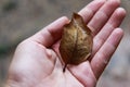 Hand holding dry leaf Royalty Free Stock Photo