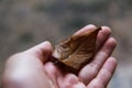 Hand holding dry leaf Royalty Free Stock Photo