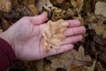 Hand holding a dry oak leaf in autumn forest Royalty Free Stock Photo