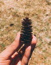 A hand holding a dry pinecone Royalty Free Stock Photo