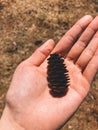 A hand holding a dry pinecone Royalty Free Stock Photo