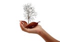 Hand holding a dry tree leafless on white background.