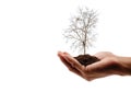 Hand holding a dry tree on white background. Royalty Free Stock Photo