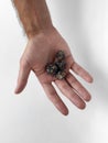Hand holding dungeons and dragons dice on white background Royalty Free Stock Photo