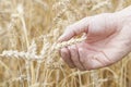 Hand Holding Ear of Ripe Wheat (Triticum). Royalty Free Stock Photo