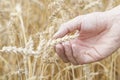 Hand Holding Ear of Ripe Wheat (Triticum).