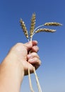 Hand holding ears of wheat against blue sky Royalty Free Stock Photo