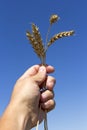 Hand holding ears of wheat against blue sky Royalty Free Stock Photo