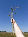 Hand holding ears of wheat against blue sky Royalty Free Stock Photo