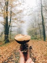 Hand holding edible mushroom in autumn woods. Picking mushrooms in forest. Xerocomus in hand on background of foggy woods and fall Royalty Free Stock Photo