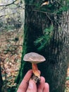 Hand holding edible mushroom in autumn woods. Picking mushrooms in forest. Xerocomus in hand on background of tree in foggy woods