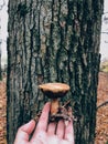 Hand holding edible mushroom in autumn woods. Picking mushrooms in forest. Xerocomus in hand on background of tree in foggy woods