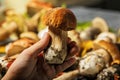 Hand holding an edible porcini mushroom. Autumn scene. Natural organic vegetarian food