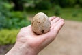 Hand holding egg of Common stinkhorn (Phallus impudicus Royalty Free Stock Photo