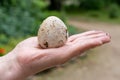 Hand holding egg of Common stinkhorn (Phallus impudicus) Royalty Free Stock Photo