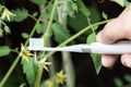 Hand holding electric vibrating toothbrush attempt to manually hand pollinate tomato plant flower