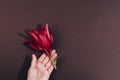 Hand holding exotic red flower top view background Royalty Free Stock Photo