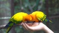 Hand holding and feeding parrots - animal care concept.