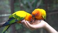 Hand Holding and Feeding Parrots - Animal Care Concept.