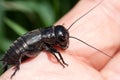 Hand holding field cricket outdoors. Gryllus campestris