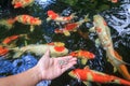 Hand holding fish food Royalty Free Stock Photo