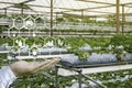 A hand holding a floating icon with a background of green house farm.Concept of smart agriculture and modern technology Royalty Free Stock Photo