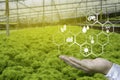 A hand holding a floating icon with a blurry background of green house farm.Concept of smart agriculture and modern technology Royalty Free Stock Photo