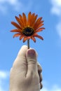 Hand holding flower