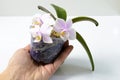 Hand holding a flower pot with a mini orchid Royalty Free Stock Photo