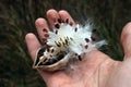 Hand holding a follicle with seeds of milkweed